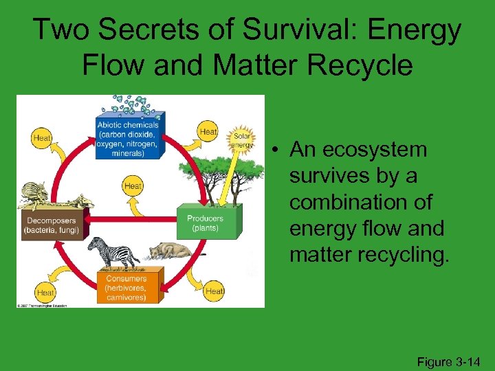 Two Secrets of Survival: Energy Flow and Matter Recycle • An ecosystem survives by