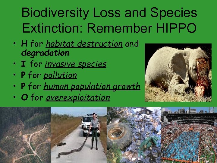 Biodiversity Loss and Species Extinction: Remember HIPPO • H for habitat destruction and degradation