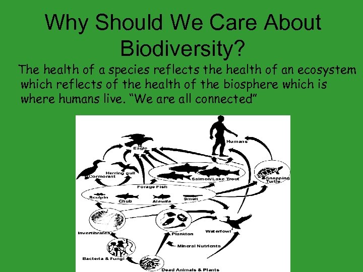Why Should We Care About Biodiversity? The health of a species reflects the health