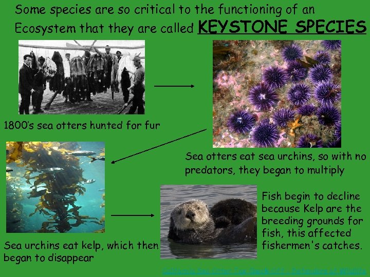 Some species are so critical to the functioning of an Ecosystem that they are