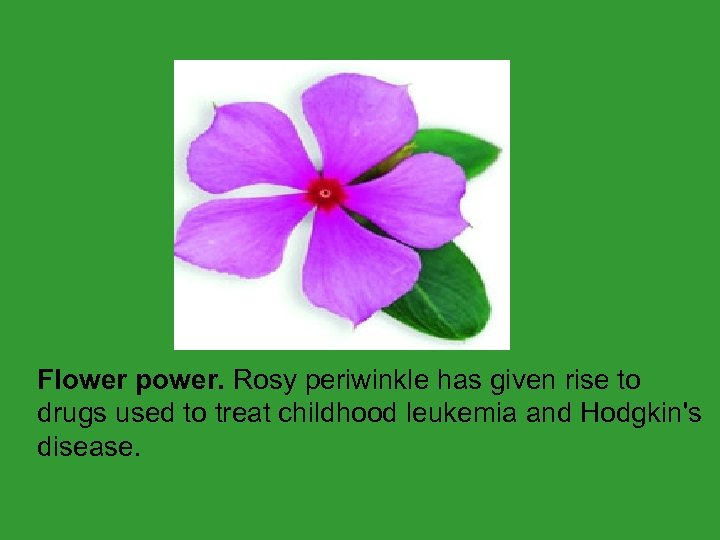  Flower power. Rosy periwinkle has given rise to drugs used to treat childhood