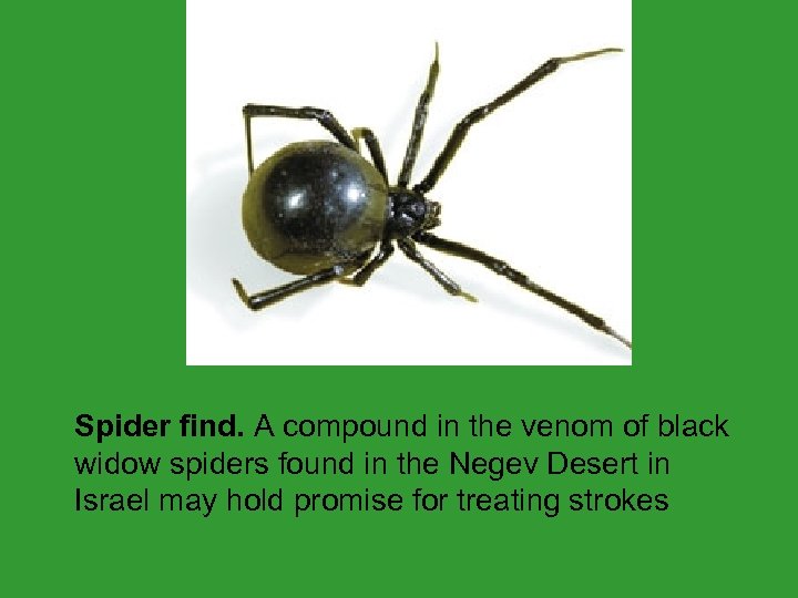  Spider find. A compound in the venom of black widow spiders found in