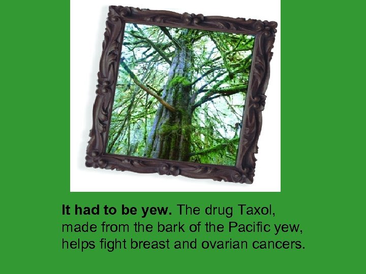  It had to be yew. The drug Taxol, made from the bark of