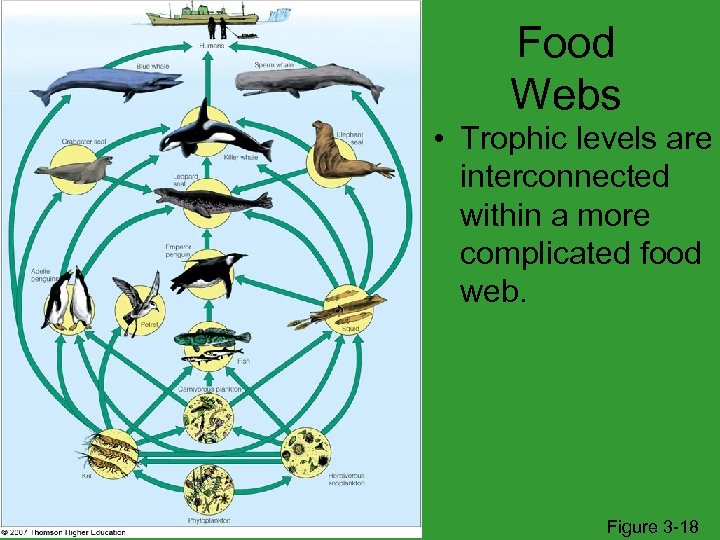 Food Webs • Trophic levels are interconnected within a more complicated food web. Figure