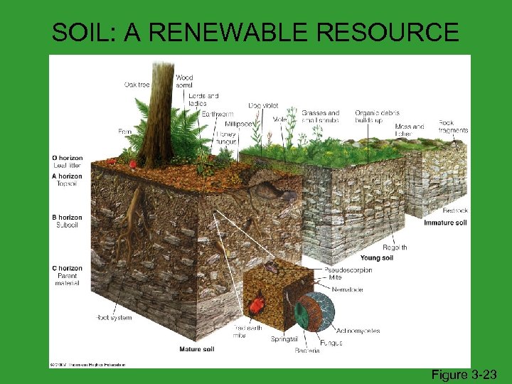 SOIL: A RENEWABLE RESOURCE Figure 3 -23 