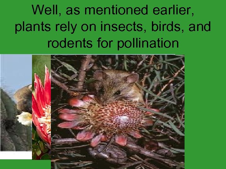 Well, as mentioned earlier, plants rely on insects, birds, and rodents for pollination 