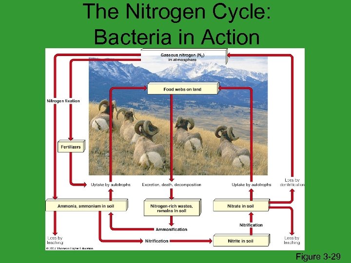 The Nitrogen Cycle: Bacteria in Action Figure 3 -29 