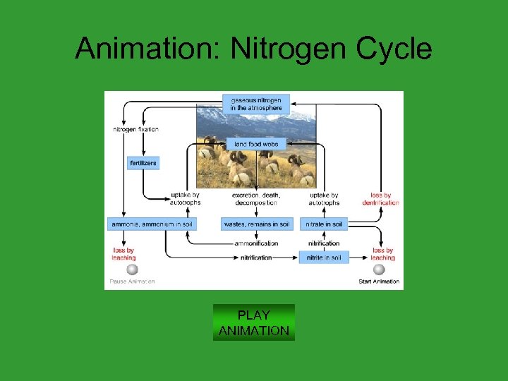 Animation: Nitrogen Cycle PLAY ANIMATION 