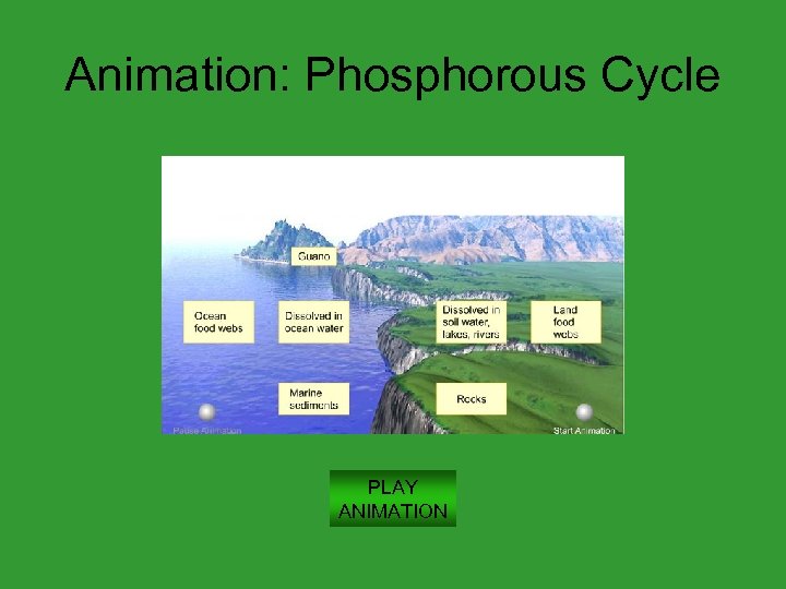Animation: Phosphorous Cycle PLAY ANIMATION 