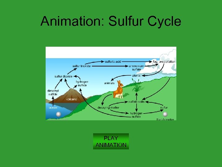 Animation: Sulfur Cycle PLAY ANIMATION 
