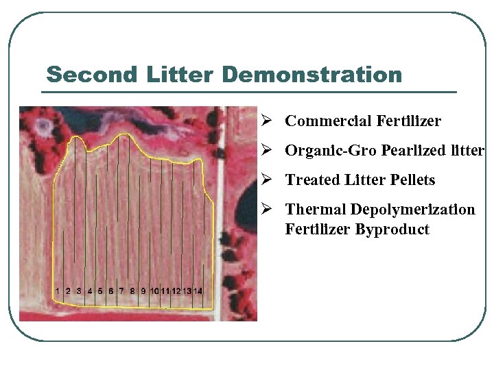 Second Litter Demonstration Ø Commercial Fertilizer Ø Organic-Gro Pearlized litter Ø Treated Litter Pellets
