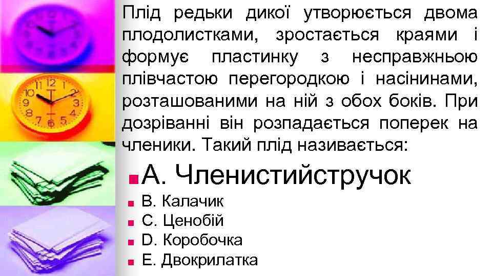 Плiд редьки дикої утворюється двома плодолистками, зростається краями i формує пластинку з несправжньою плiвчастою