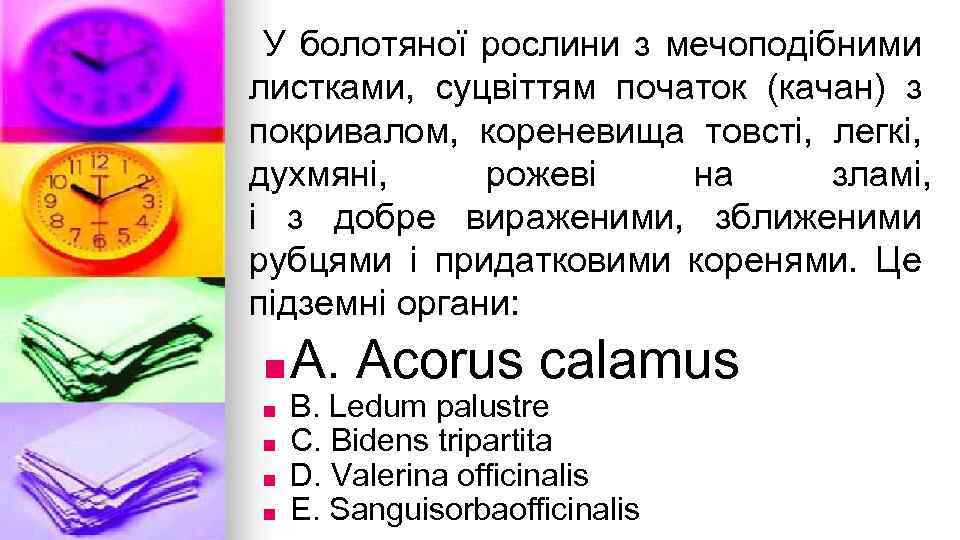 У болотяної рослини з мечоподiбними листками, суцвiттям початок (качан) з покривалом, кореневища товстi, легкi,