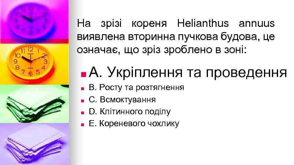 На зрiзi кореня Helianthus annuus виявлена вторинна пучкова будова, це означає, що зрiз зроблено