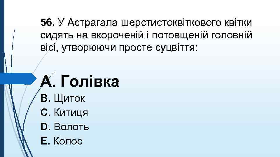 56. У Астрагала шерстистоквiткового квiтки сидять на вкороченiй i потовщенiй головнiй вiсi, утворюючи просте