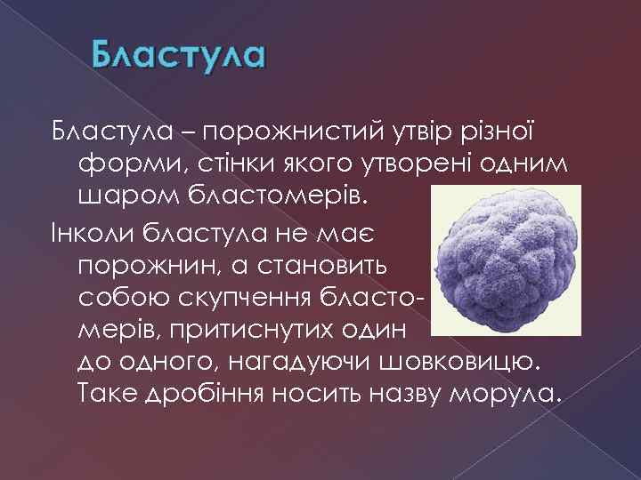 Бластула – порожнистий утвір різної форми, стінки якого утворені одним шаром бластомерів. Інколи бластула