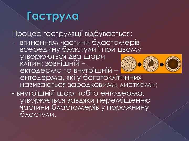 Гаструла Процес гаструляції відбувається: - вгинанням частини бластомерів всередину бластули і при цьому утворюються