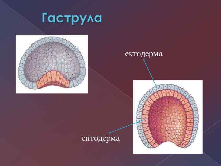 Бластула гаструла рисунок