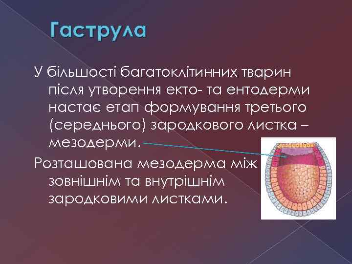 Гаструла У більшості багатоклітинних тварин після утворення екто- та ентодерми настає етап формування третього