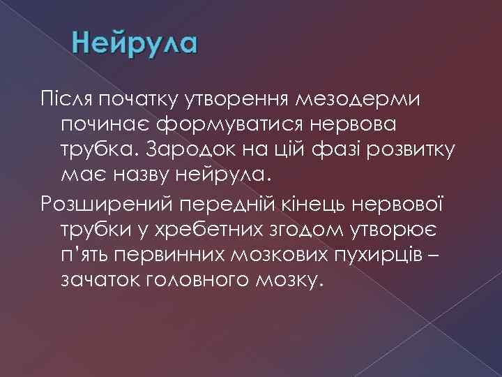 Нейрула Після початку утворення мезодерми починає формуватися нервова трубка. Зародок на цій фазі розвитку