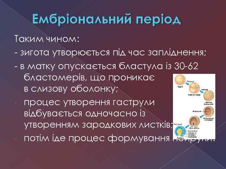 Ембріональний період Таким чином: - зигота утворюється під час запліднення; - в матку опускається