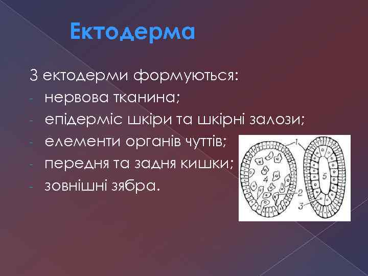 Ектодерма З ектодерми формуються: - нервова тканина; - епідерміс шкіри та шкірні залози; -