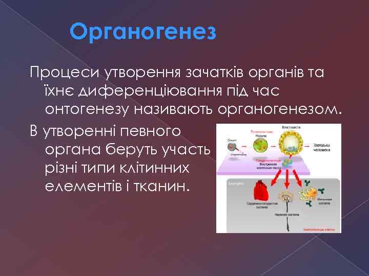 Органогенез Процеси утворення зачатків органів та їхнє диференціювання під час онтогенезу називають органогенезом. В