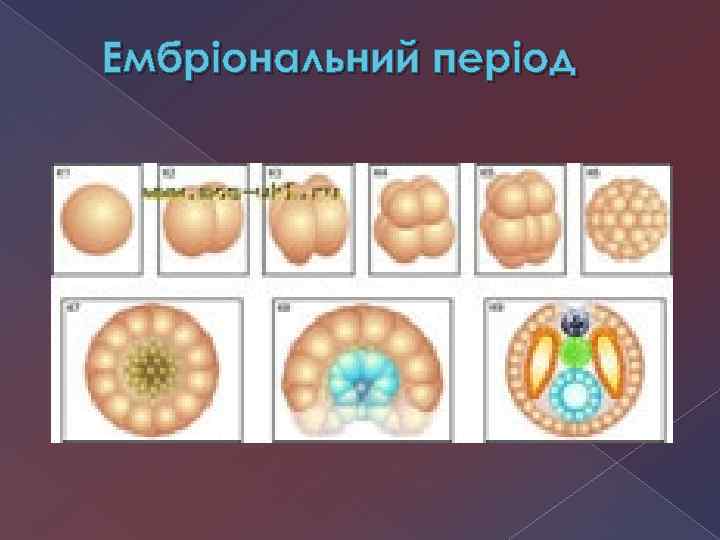 Ембріональний період 