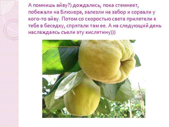 А помнишь айву? ) дождались, пока стемнеет, побежали на Блюхера, залезли на забор и