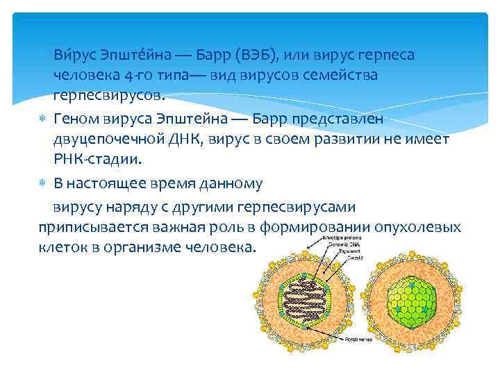  Ви рус Эпште йна — Барр (ВЭБ), или вирус герпеса человека 4 -го