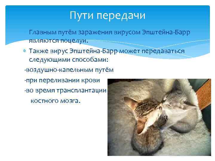 Пути передачи Главным путём заражения вирусом Эпштейна-Барр являются поцелуи. Также вирус Эпштейна-Барр может передаваться