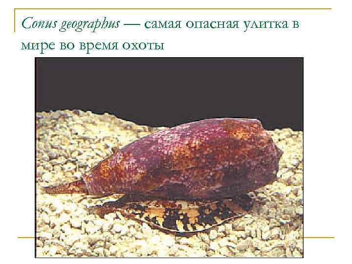 Conus geographus — самая опасная улитка в мире во время охоты 