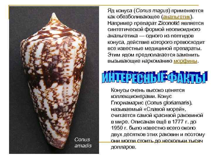 Яд конуса (Conus magus) применяется как обезболивающее (анальгетик). Например препарат Ziconotid является синтетической формой