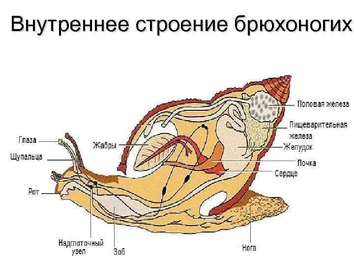 По рисунку нужно определить возраст двустворчатых моллюсков по числу годичных колец