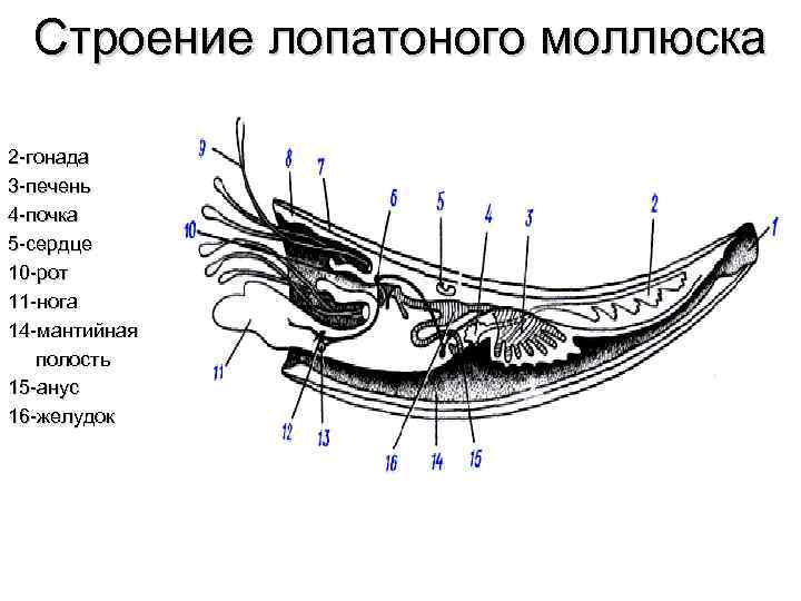 Строение лопатоного моллюска 2 -гонада 3 -печень 4 -почка 5 -сердце 10 -рот 11