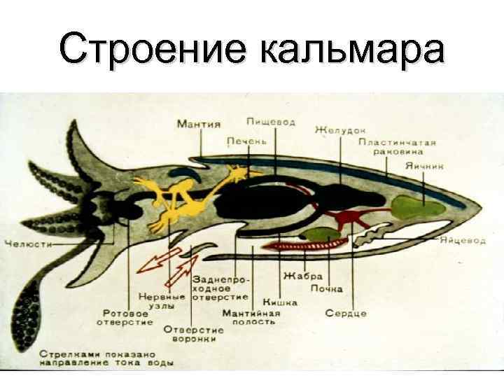 Строение кальмара 