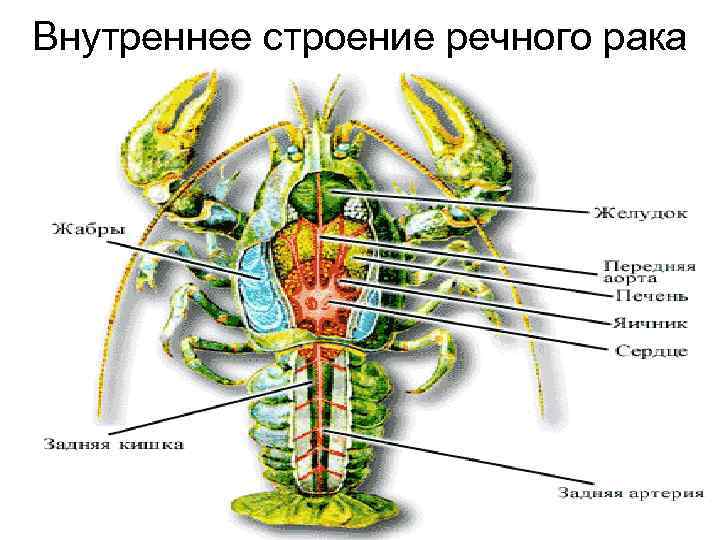 Внутреннее строение рака биология 7 класс картинки