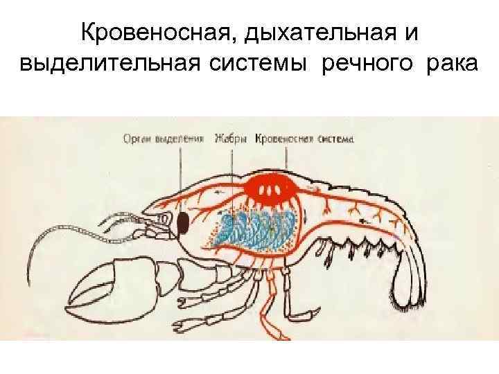 Выделительная система животного изображенного на рисунке представлена