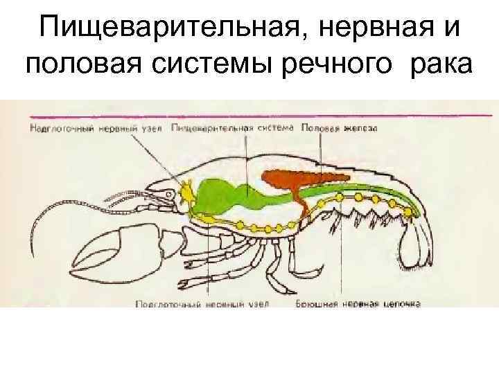 Пищеварительная, нервная и половая системы речного рака 
