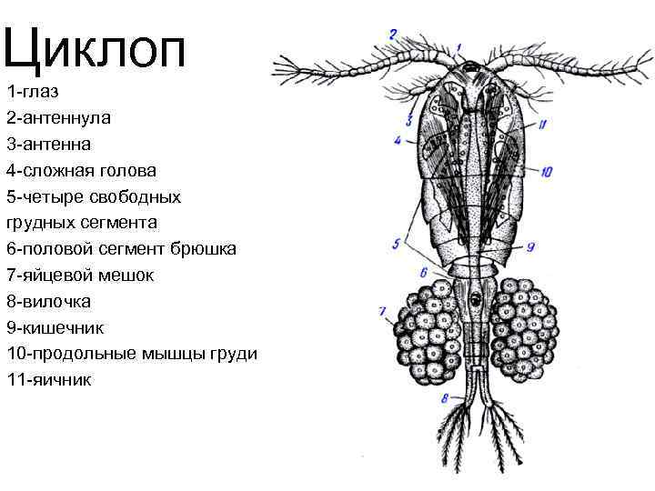 Циклоп 1 -глаз 2 -антеннула 3 -антенна 4 -сложная голова 5 -четыре свободных грудных
