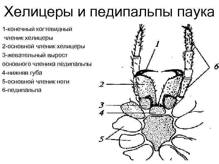 Хелицеры и педипальпы паука 1 -конечный когтевидный членик хелицеры 2 -основной членик хелицеры 3