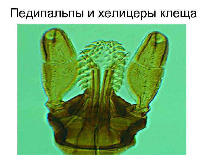 Педипальпы и хелицеры клеща 