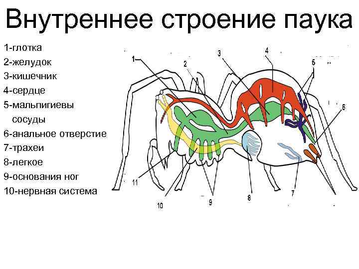 Мальпигиевы сосуды фото