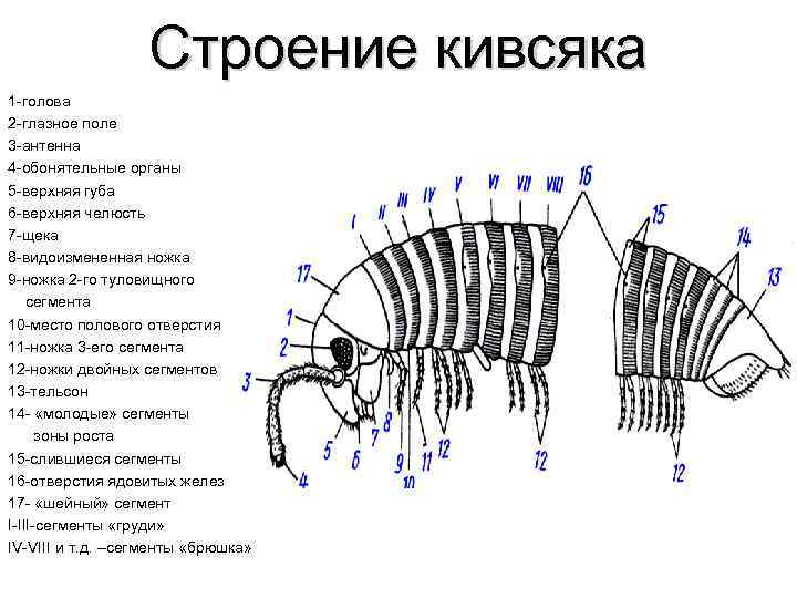 Строение кивсяка 1 -голова 2 -глазное поле 3 -антенна 4 -обонятельные органы 5 -верхняя