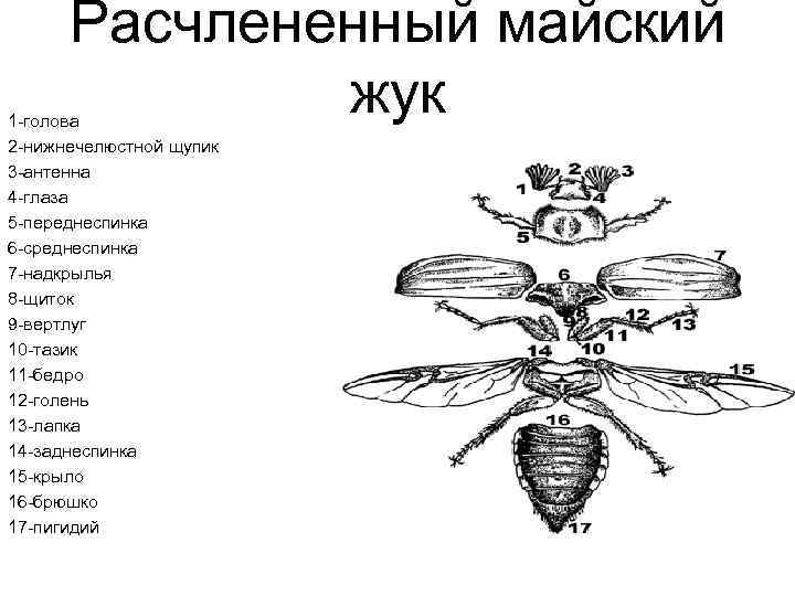 Расчлененный майский жук 1 -голова 2 -нижнечелюстной щупик 3 -антенна 4 -глаза 5 -переднеспинка