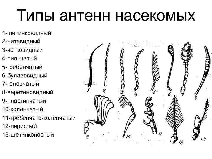 Типы антенн насекомых 1 -щетинковидный 2 -нитевидный 3 -четковидный 4 -пильчатый 5 -гребенчатый 6