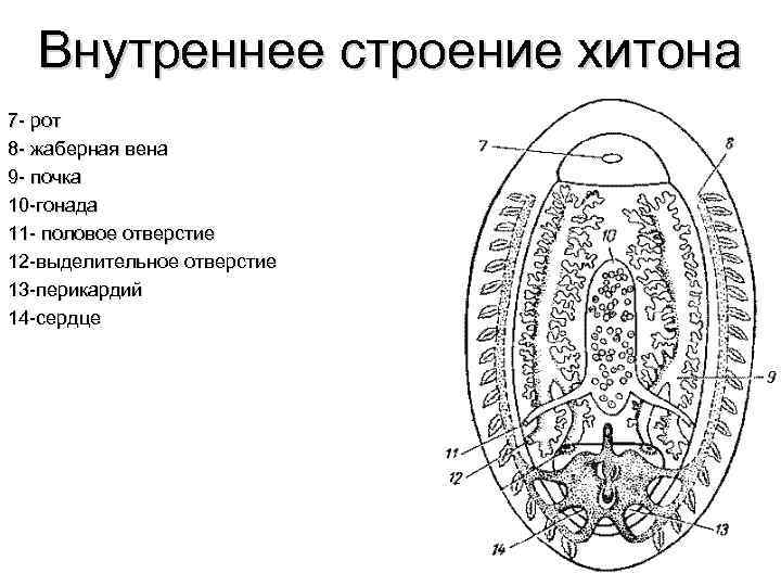 Внутреннее строение хитона 7 - рот 8 - жаберная вена 9 - почка 10