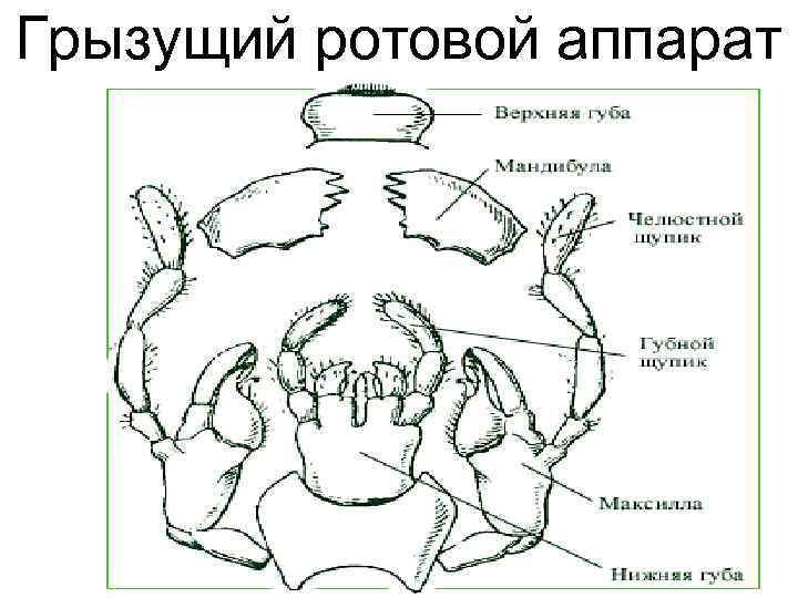 Грызущий ротовой аппарат 