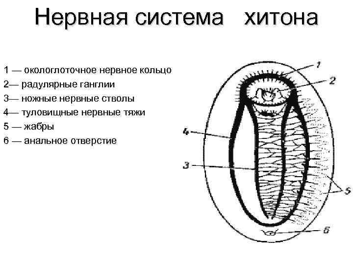 Нервная система хитона 1 — окологлоточное нервное кольцо 2— радулярные ганглии 3— ножные нервные