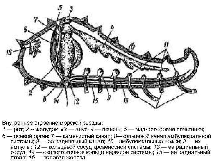 Внутреннее строение морской звезды: 1 — рот; 2 -- желудок; ■? — анус; 4